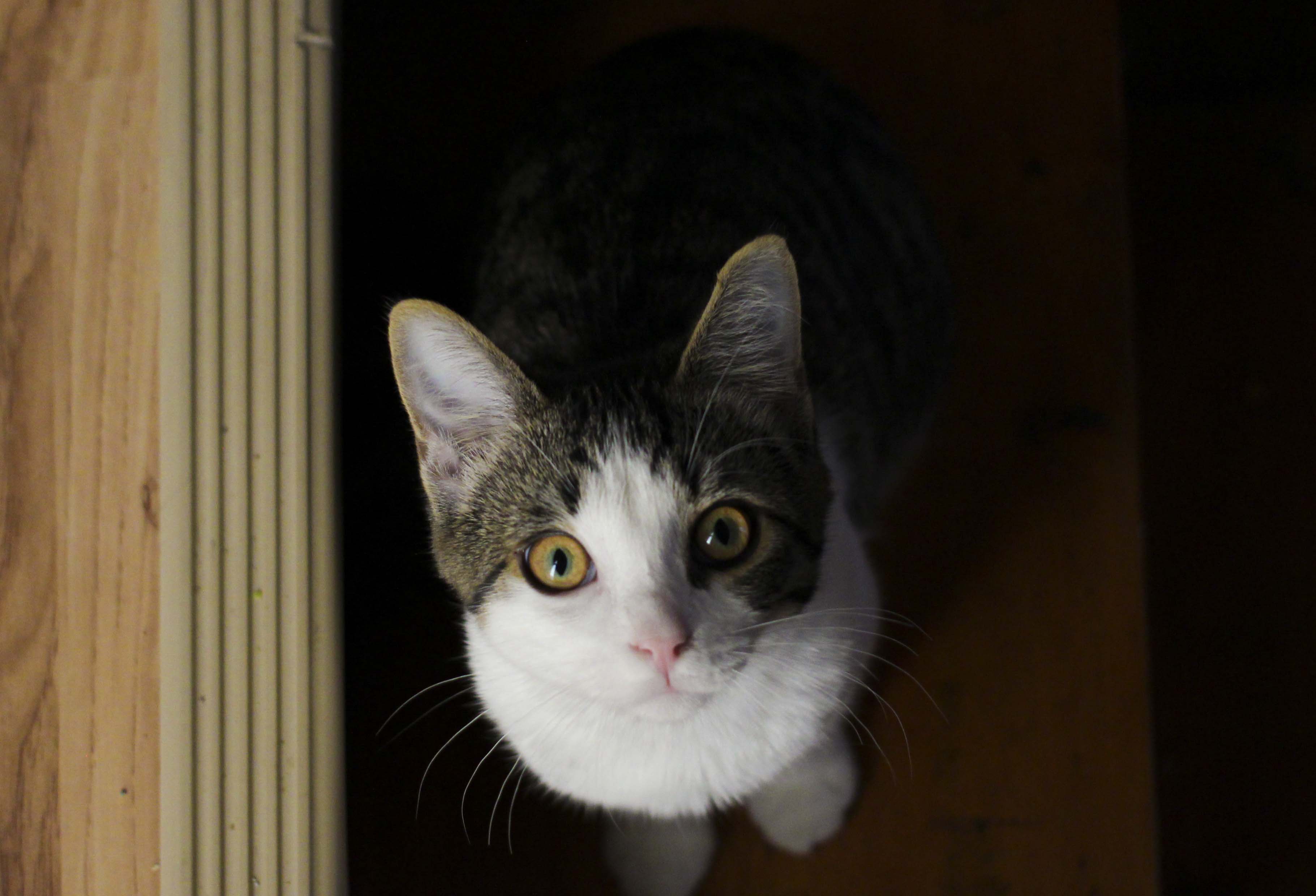 Pepper chases the camera to the stairs in her Calgary home on Wednesday, Sept. 23, 2020. (Photo by Meng Wei/SAIT)